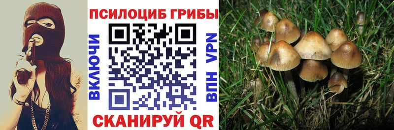 Псилоцибиновые грибы мицелий Салаир